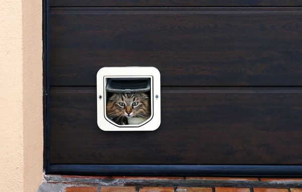Cat Flap Buyers Guide
